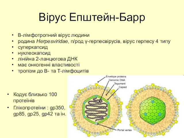 Вірус Епштейн-Барр В-лімфотропний вірус людини родина Herpesviridae, п/род γ-герпесвірусів, вірус герпесу