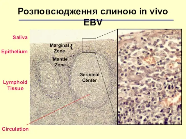 Germinal Center Mantle Zone Розповсюдження слиною іn vivo EBV Marginal Zone