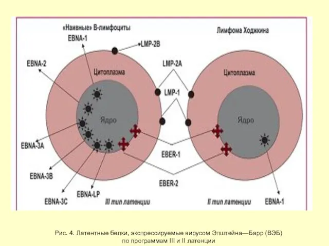 Рис. 4. Латентные белки, экспрессируемые вирусом Эпштейна—Барр (ВЭБ) по программам III и II латенции