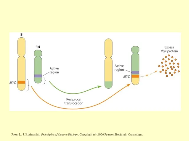 From L. J. Kleinsmith, Principles of Cancer Biology. Copyright (c) 2006 Pearson Benjamin Cummings.