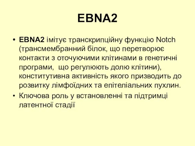 EBNA2 EBNA2 імітує транскрипційну функцію Notch (трансмембранний білок, що перетворює контакти