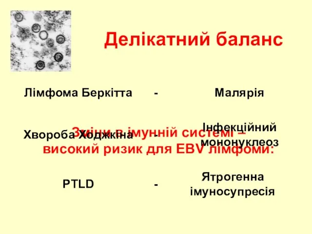 Делікатний баланс Зміни в імунній системі – високий ризик для EBV лімфоми: