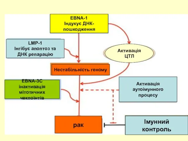 EBNA-1 Індукує ДНК- пошкодження LMP-1 Інгібує апоптоз та ДНК репарацію Нестабільність