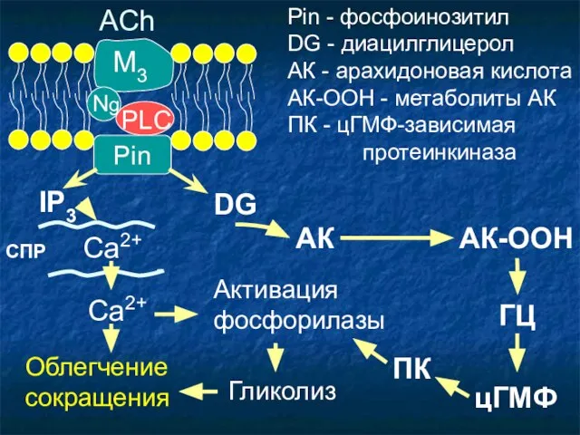 Pin ACh M3 PLC IP3 DG СПР Са2+ Са2+ АК ГЦ