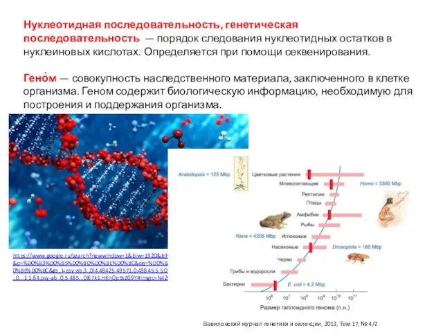 Нуклеотидная последовательность, генетическая последовательность — порядок следования нуклеотидных остатков в нуклеиновых