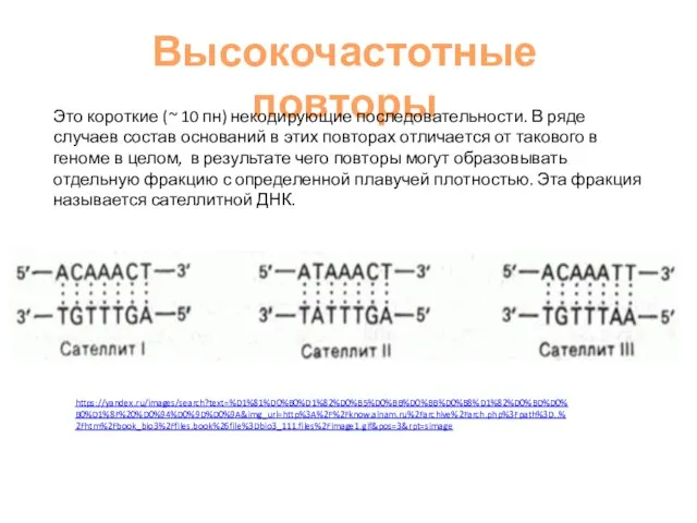 Высокочастотные повторы https://yandex.ru/images/search?text=%D1%81%D0%B0%D1%82%D0%B5%D0%BB%D0%BB%D0%B8%D1%82%D0%BD%D0%B0%D1%8F%20%D0%94%D0%9D%D0%9A&img_url=http%3A%2F%2Fknow.alnam.ru%2Farchive%2Farch.php%3Fpath%3D..%2Fhtm%2Fbook_bio3%2Ffiles.book%26file%3Dbio3_111.files%2Fimage1.gif&pos=3&rpt=simage Это короткие (~ 10 пн) некодирующие последовательности. В