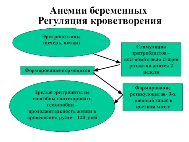 Анемии беременных Регуляция кроветворения Стимуляция эритробластов – костномозговая стадия развития длится