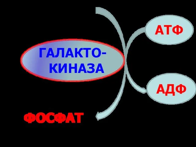 ГАЛАКТО-КИНАЗА АТФ АДФ ГАЛАКТОЗА ГАЛАКТОЗО-1- ФОСФАТ