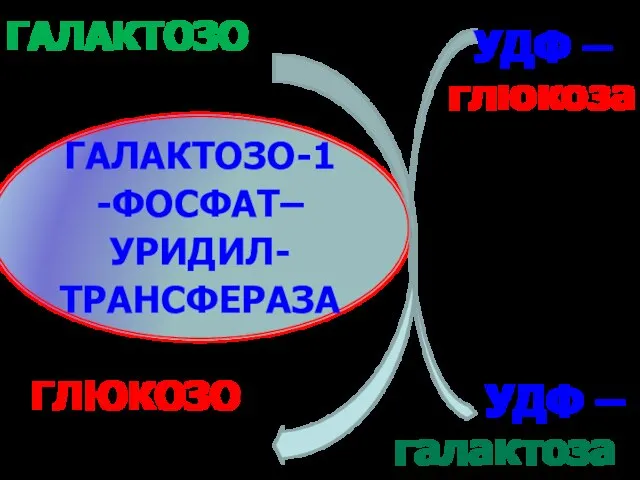 ГАЛАКТОЗО-1-ФОСФАТ–УРИДИЛ-ТРАНСФЕРАЗА ГАЛАКТОЗО-1- ФОСФАТ ГЛЮКОЗО-1- ФОСФАТ УДФ – галактоза УДФ – глюкоза