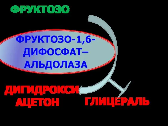 ФРУКТОЗО-1,6- ДИФОСФАТ ДИГИДРОКСИАЦЕТОН-3- ФОСФАТ ГЛИЦЕРАЛЬ-3-ФОСФАТ ФРУКТОЗО-1,6-ДИФОСФАТ–АЛЬДОЛАЗА