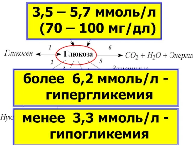 КЛЕТОЧНЫЙ МЕТАБОЛИЗМ ГЛЮКОЗЫ 3,5 – 5,7 ммоль/л (70 – 100 мг/дл)