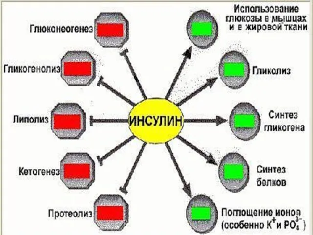 СПЕКТР ДЕЙСТВИЯ ИНСУЛИНА Активирует поступление глю-козы в клетку. Ускоряет: использование глюкозы