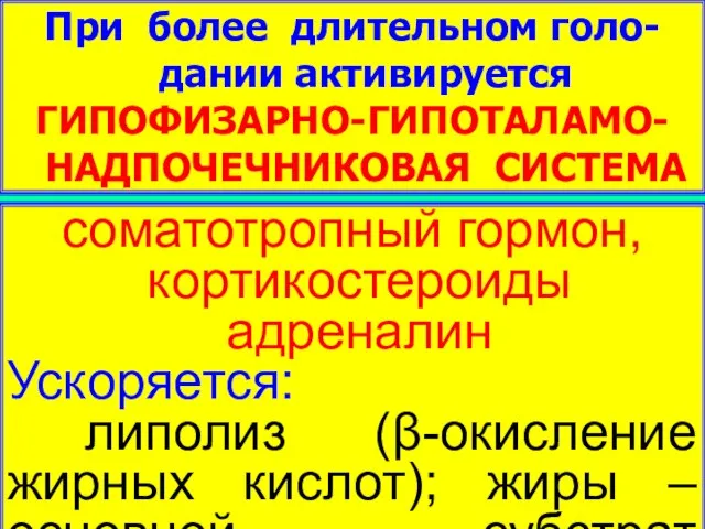 При более длительном голо-дании активируется ГИПОФИЗАРНО-ГИПОТАЛАМО-НАДПОЧЕЧНИКОВАЯ СИСТЕМА соматотропный гормон, кортикостероиды адреналин