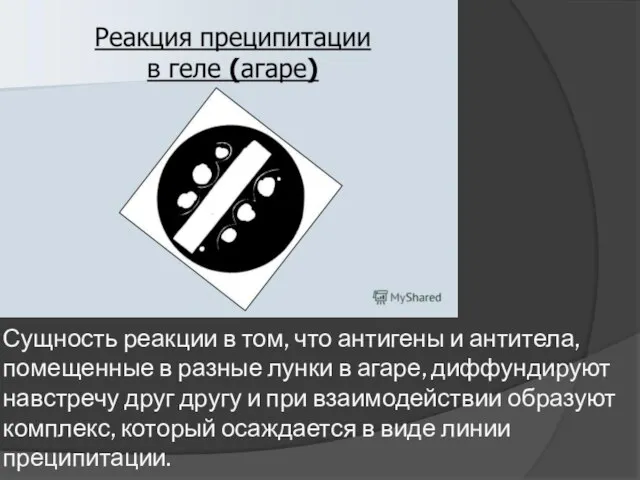 Сущность реакции в том, что антигены и антитела, помещенные в разные