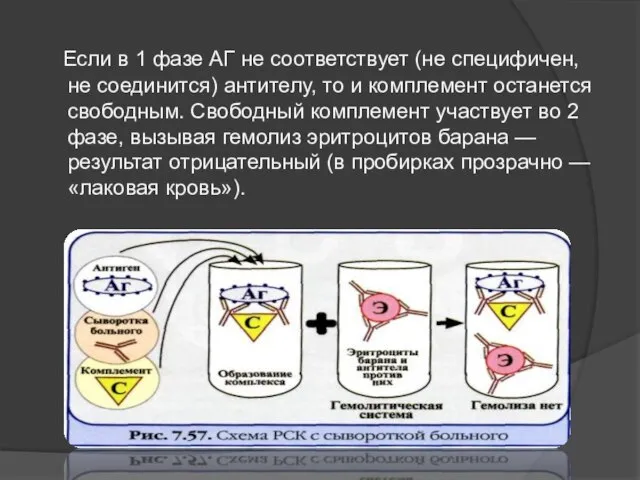 Если в 1 фазе АГ не соответствует (не специфичен, не соединится)