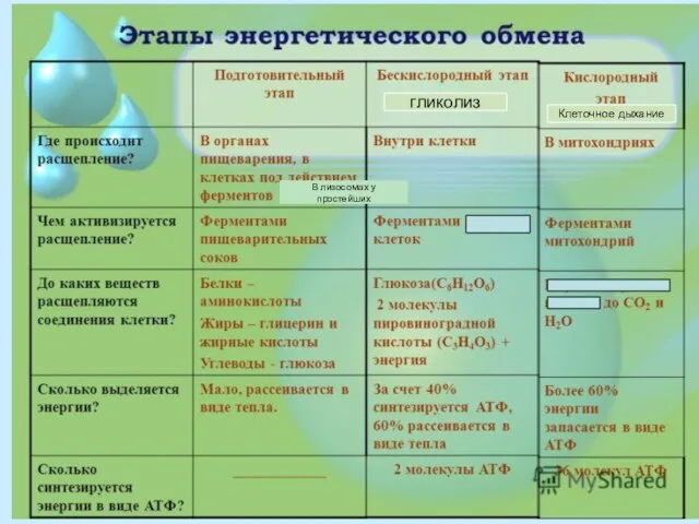 В лизосомах у простейших гликолиз Клеточное дыхание