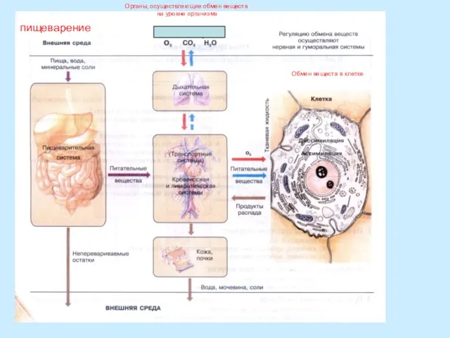 пищеварение Органы, осуществляющие обмен веществ на уровне организма Обмен веществ в клетке