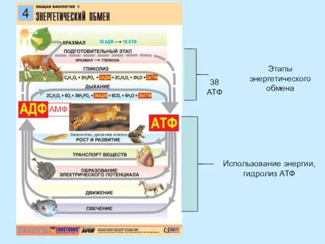 Этапы энергетического обмена Использование энергии, гидролиз АТФ Биосинтез, деление клеток 38 АТФ АМФ