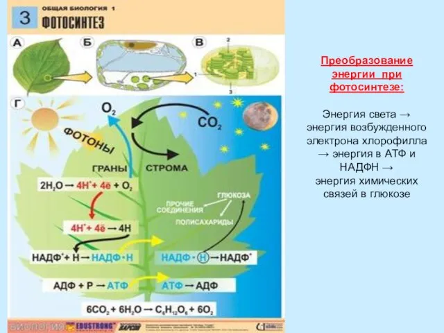 Преобразование энергии при фотосинтезе: Энергия света → энергия возбужденного электрона хлорофилла