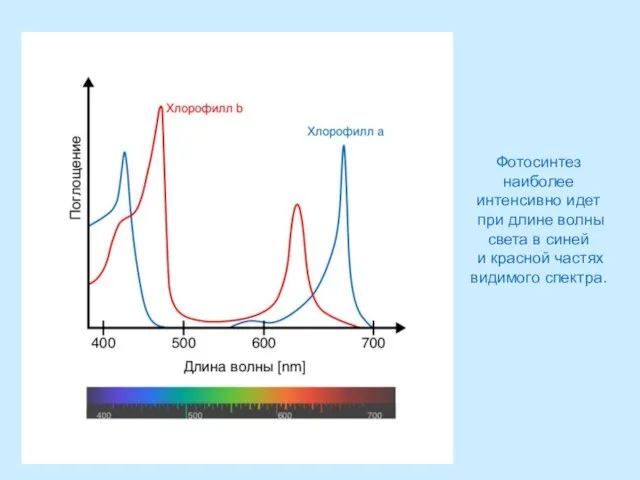 Фотосинтез наиболее интенсивно идет при длине волны света в синей и красной частях видимого спектра.