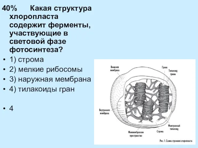 40% Какая структура хлоропласта содержит ферменты, участвующие в световой фазе фотосинтеза?