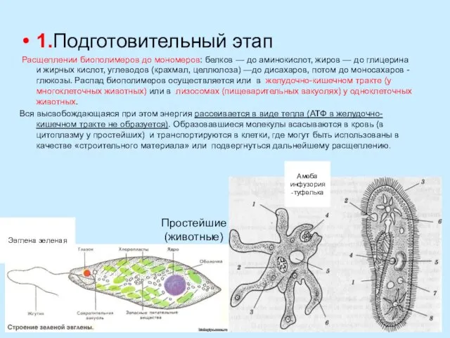 1.Подготовительный этап Расщеплении биополимеров до мономеров: белков — до аминокислот, жиров