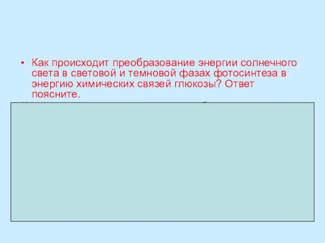 Как происходит преобразование энергии солнечного света в световой и темновой фазах