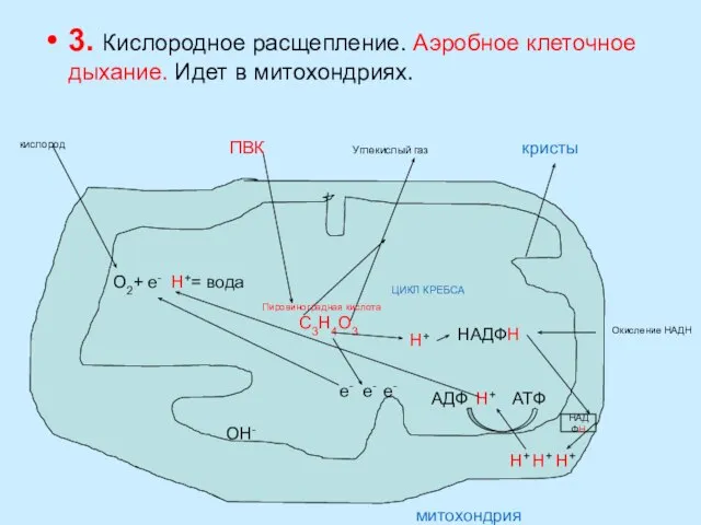 3. Кислородное расщепление. Аэробное клеточное дыхание. Идет в митохондриях. С3Н4О3 митохондрия