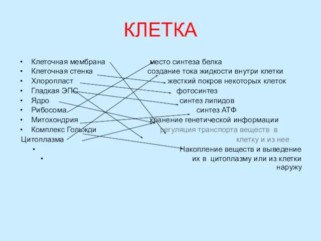 КЛЕТКА Клеточная мембрана место синтеза белка Клеточная стенка создание тока жидкости