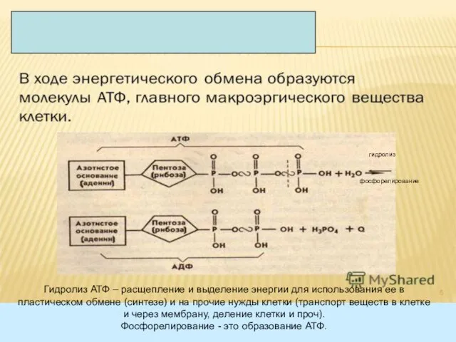 Гидролиз АТФ – расщепление и выделение энергии для использования ее в