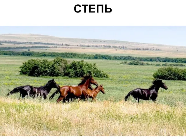 СТЕПЬ