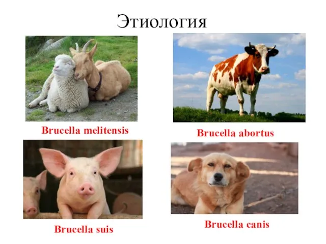 Этиология Brucella melitensis Brucella abortus Brucella suis Brucella canis