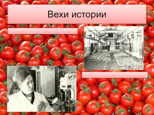 Вехи истории