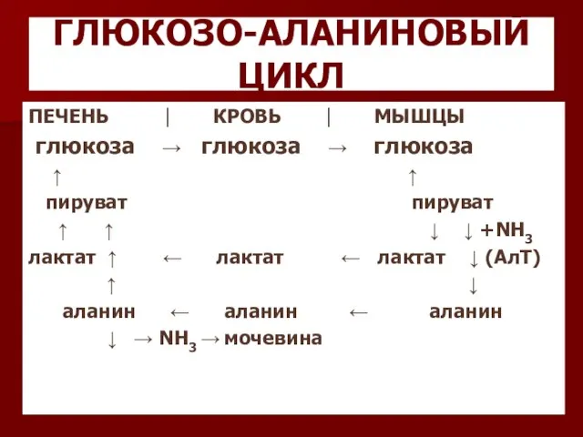 ГЛЮКОЗО-АЛАНИНОВЫЙ ЦИКЛ ПЕЧЕНЬ ⎮ КРОВЬ ⎮ МЫШЦЫ глюкоза → глюкоза →