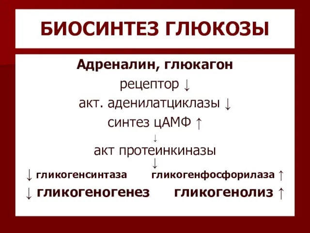 БИОСИНТЕЗ ГЛЮКОЗЫ Адреналин, глюкагон рецептор ↓ акт. аденилатциклазы ↓ синтез цАМФ