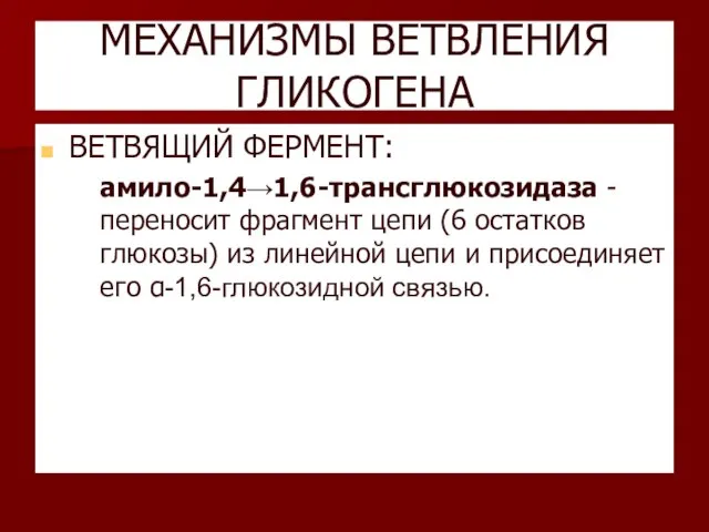 МЕХАНИЗМЫ ВЕТВЛЕНИЯ ГЛИКОГЕНА ВЕТВЯЩИЙ ФЕРМЕНТ: амило-1,4→1,6-трансглюкозидаза - переносит фрагмент цепи (6