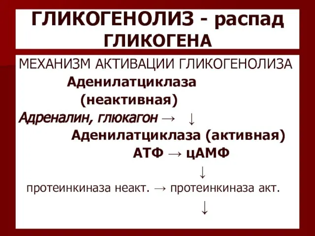 ГЛИКОГЕНОЛИЗ - распад ГЛИКОГЕНА МЕХАНИЗМ АКТИВАЦИИ ГЛИКОГЕНОЛИЗА Аденилатциклаза (неактивная) Адреналин, глюкагон