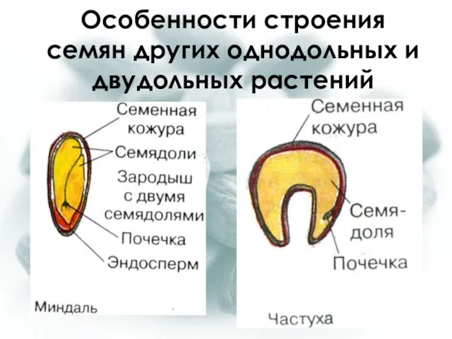 Особенности строения семян других однодольных и двудольных растений