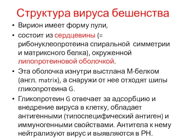 Структура вируса бешенства Вирион имеет форму пули, состоит из сердцевины (=