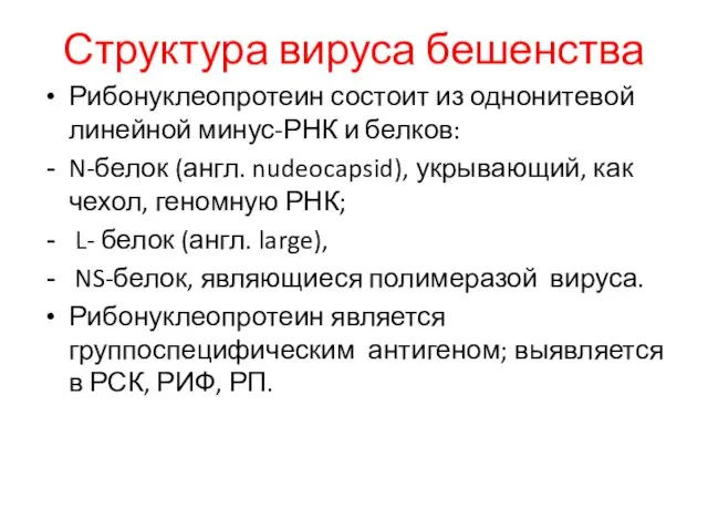 Структура вируса бешенства Рибонуклеопротеин состоит из однонитевой линейной минус-РНК и белков: