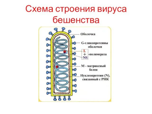 Схема строения вируса бешенства