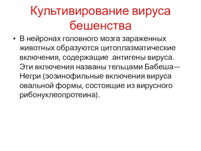 Культивирование вируса бешенства В нейронах головного мозга зараженных животных образуются цитоплазматические