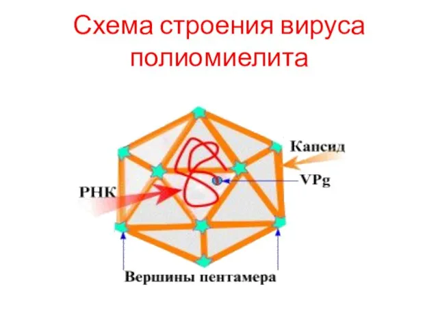 Схема строения вируса полиомиелита