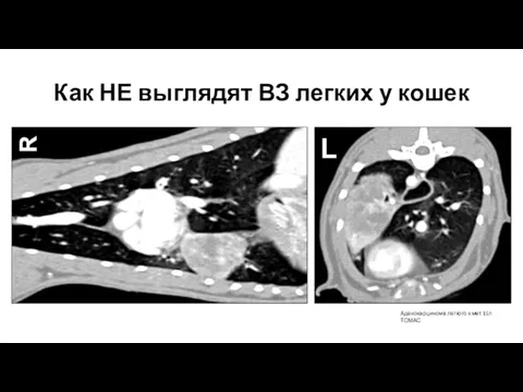 Как НЕ выглядят ВЗ легких у кошек Аденокарцинома легкого к.мет 15л ТОМАС