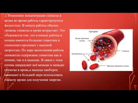 2. Изменение концентрации глюкозы в крови во время работы характеризуется фазностью.