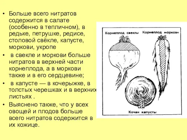 Больше всего нитратов содержится в салате (особенно в тепличном), в редьке,