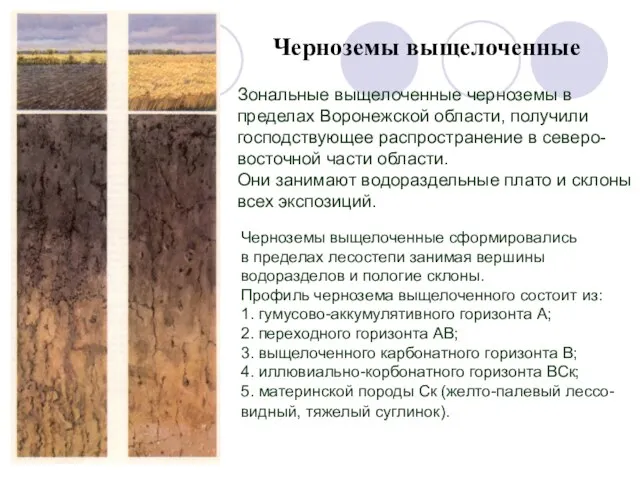Черноземы выщелоченные Зональные выщелоченные черноземы в пределах Воронежской области, получили господствующее