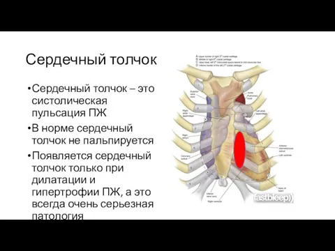 Сердечный толчок Сердечный толчок – это систолическая пульсация ПЖ В норме