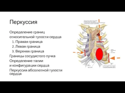 Перкуссия Определение границ относительной тупости сердца 1. Правая граница 2. Левая