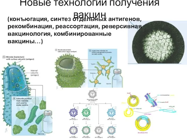 Новые технологии получения вакцин (конъюгация, синтез отдельных антигенов, рекомбинация, реассортация, реверсивная вакцинология, комбинированные вакцины…)